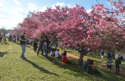 Tributo às Cerejeiras começa hoje e vai até domingo em Garça