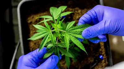 Justiça autoriza farmácia de manipulação a fabricar produtos de cannabis