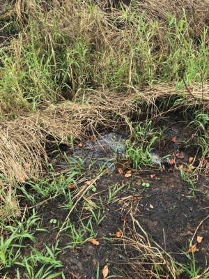 Polícia constata queimada ilegal em Garça