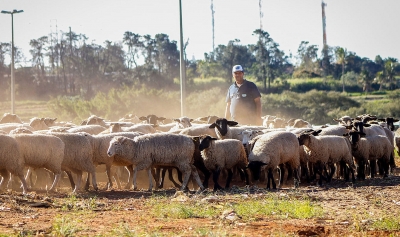 Unimar recebe aprovação da Capes para a implantação do Mestrado Profissional em Medicina Veterinária