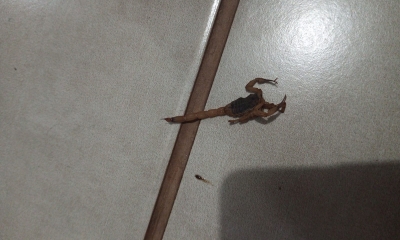 Aparecimento de escorpiões assustam moradores em Marília