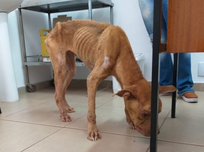 Homem é preso por manter cachorra em situação de maus-tratos
