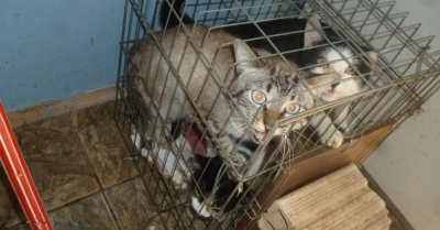 Eletricista é multado por manter gatos presos em gaiolas