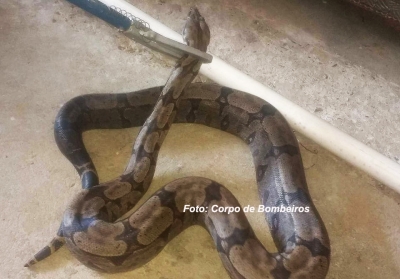 Cobras continuam aparecendo em Marília. Agora, em condomínio fechado