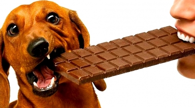 Chegou a Páscoa. Posso dar chocolate para meu pet? 