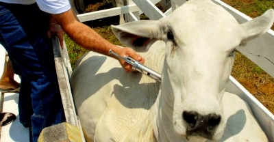 Começa campanha de vacinação contra febre Aftosa