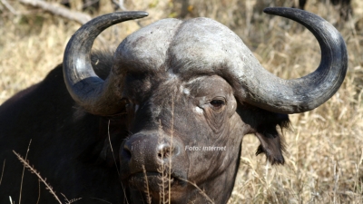 Morre homem atacado por búfalo em Marília