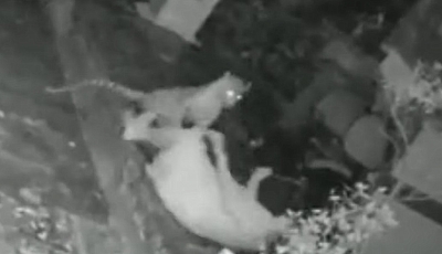 Onça que teria atacado idosa na região é Fake news