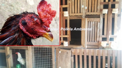 "Briga de galo" é alvo de operação em Marília e rende multa de R$ 18 mil