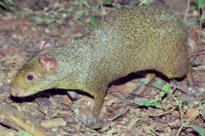 Bombeiros resgatam Cotia em residência