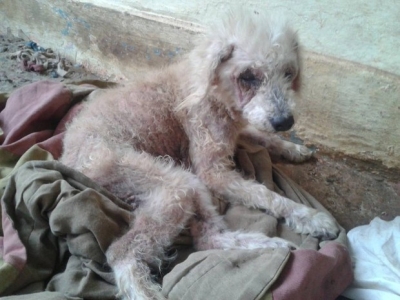 Maus-tratos e abandono de animais é crime: saiba como denunciar 