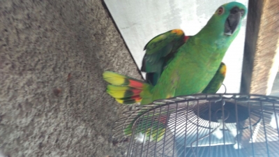 Polícia recupera papagaio em cativeiro