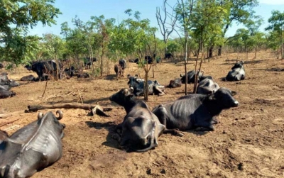 Polícia multa fazendeiro em mais de R$ 2 milhões por maus-tratos a búfalos 