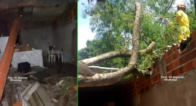 Temporal: árvore cai e atinge casa na zona norte de Marília