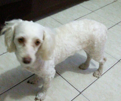 Você viu a Belinha? 