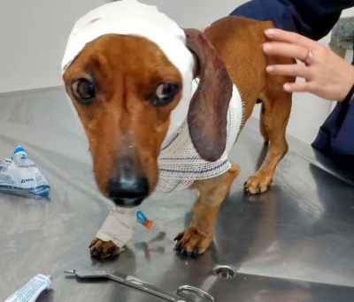 Após ser adotado, cachorro que foi enterrado vivo faz sucesso na web