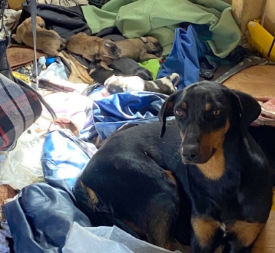 Justiça mantém na prisão homem acusado de violentar e agredir animais