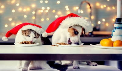 Ourinhos: Prefeitura realiza primeiro concurso de Natal para pets 