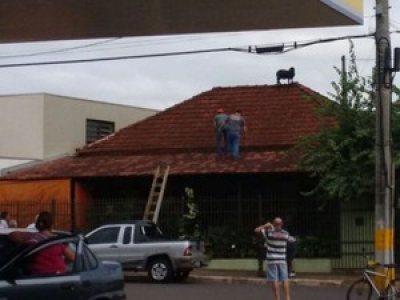 Bode sobe no telhado de casa na região
