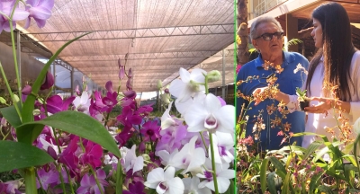 Casa Sol Decor promove Festival de Orquídeas em Marília