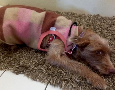 Cães e gatos podem ter o vírus da covid-19