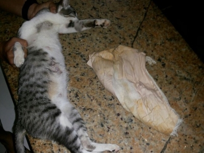 Gato é apreendido transportando celulares em presídio