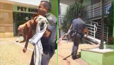 Cão esfaqueado: casal é multado em R$ 6 mil pela Polícia Ambiental