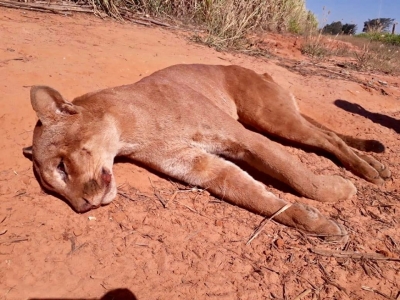 Moradores encontram onça morta em estrada rural da região