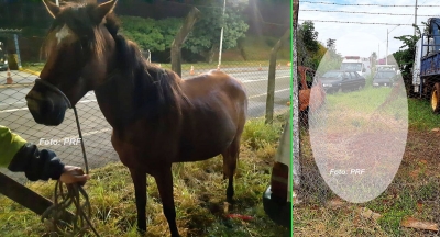 Garoto tenta "resgatar" animais apreendidos pela PRF em Marília 