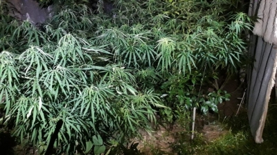 Polícia apreende sete pés de maconha plantados em quintal de casa em Garça