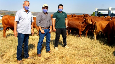 Unimar implanta Centro de Avaliação e Performance para Reprodutores Bovinos