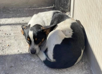 Cachorrinha segue ambulância do SAMU até à UPA em Marília e está há dias esperando pelo dono 