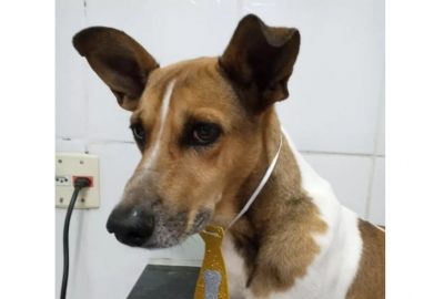 Cachorro é resgatado após ficar três dias sem água e comida depois da morte da dona