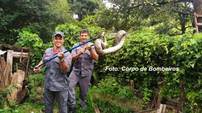 Cobras "invadem" Marília. Bombeiros já capturaram quase 90 só neste ano