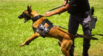 Cão farejador do 13ºBAEP ajuda a prender dois homens por tráfico em Marília