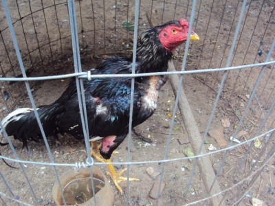 Polícia Ambiental resgata galos em Marília