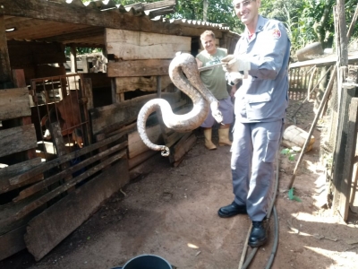 Bombeiros resgatam jiboia em casa na região