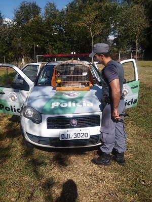 Caçadores são detidos pela Polícia Ambiental