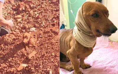 Casal encontra cachorro enterrado vivo às margens de rodovia