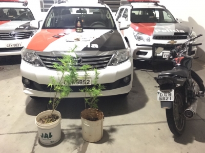 Moto suspeita leva PM a descobrir pés de maconha