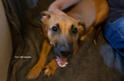 ONG resgata animal vítima de agressões pelos próprios donos