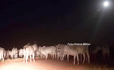Ação rápida da Polícia Militar evita furto de gado na região
