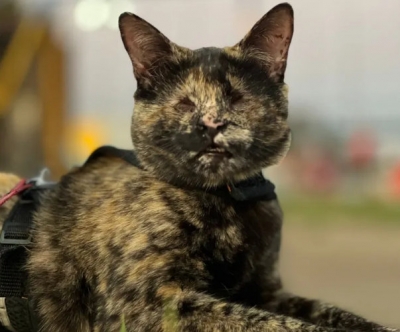 Gata que nasceu sem os olhos é eleita a mais bonita do Brasil 