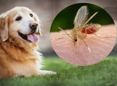 Campanha “Xô Leishmaniose”: Ações educativas e posto Marília Shopping