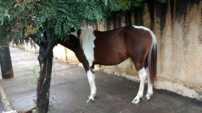 Homem é preso após furto de animal