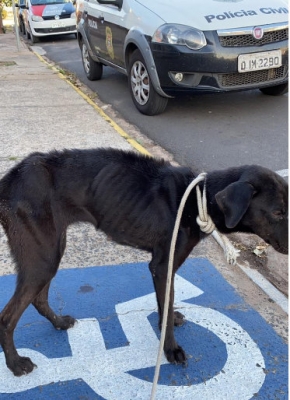Morre cachorra que foi resgatada após sofrer abandono e maus-tratos