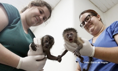 Mulher é detida por tráfico de animais pela sétima vez