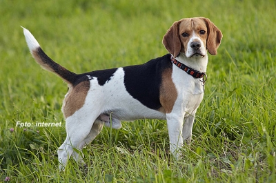 Mais furtos ocorrem em Marília. Criminoso levou até um cãozinho