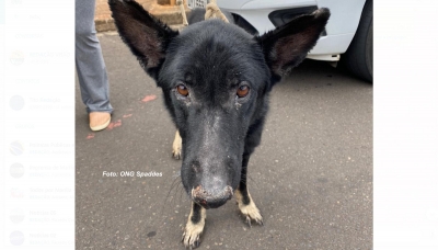 Mulher é presa em flagrante acusada de abandonar cão em Marília
