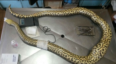 Sucuri é esfaqueada após comer galinha